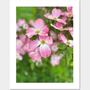 Dogwood Flowers in Spring Posters and Art